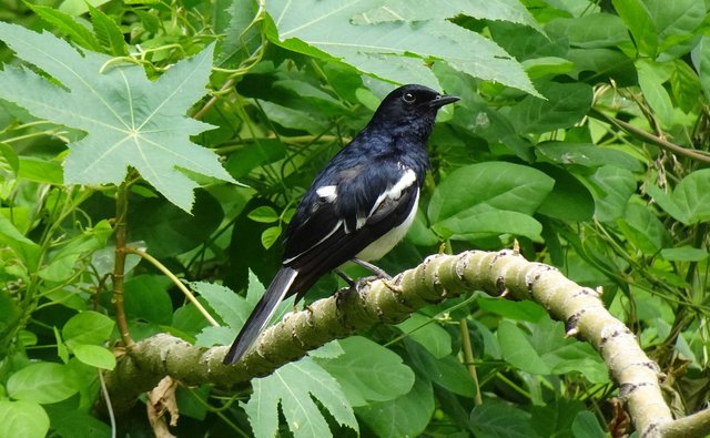 magpie-robin-6566510_1920.jpg