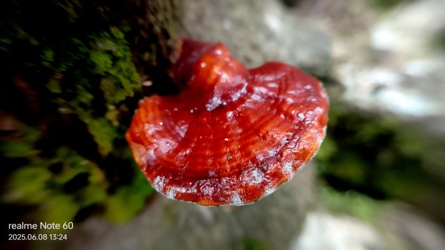 IMG_20250608_132404.jpg
