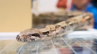 boa-constrictor-indoors.jpg