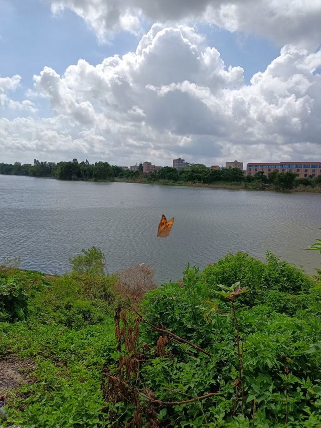 butterfly flying up the river.jpg