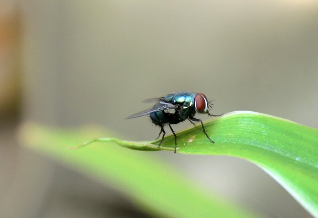 flies-5275462_1280.jpg