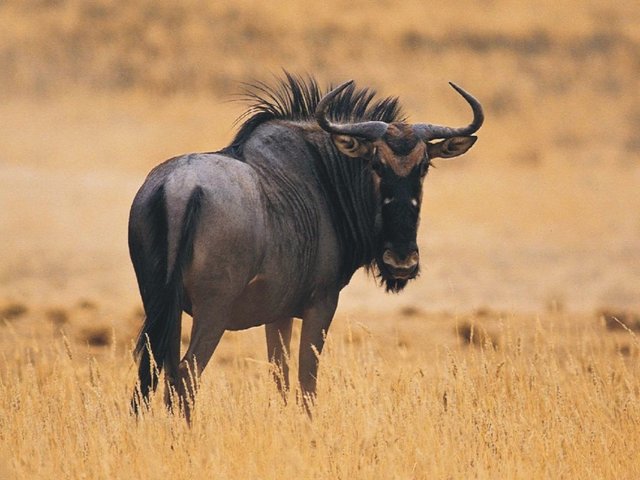 Wildebeest-Dangerous-Animal.jpg