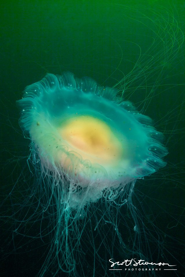 Jellyfish-5.jpg