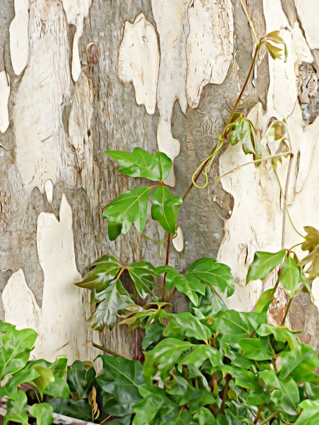 Ivy and bark .jpg