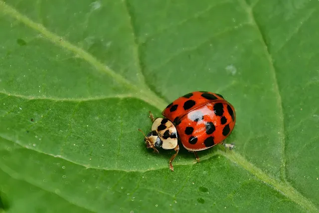 ladybug-8015502_1280.webp