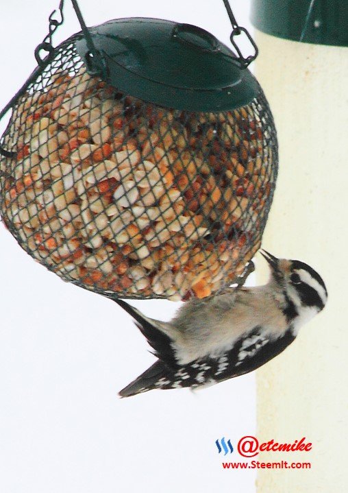 Downy Woodpecker PFW16_0062.JPG