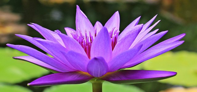 water-lily-1585178_960_720.jpg