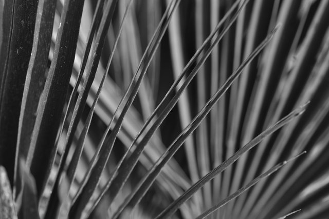 palm leaf bw 2.jpg