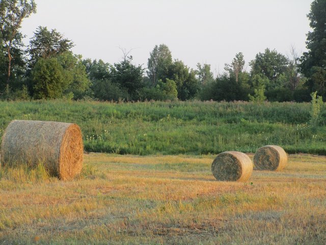 IMG_5454.JPG