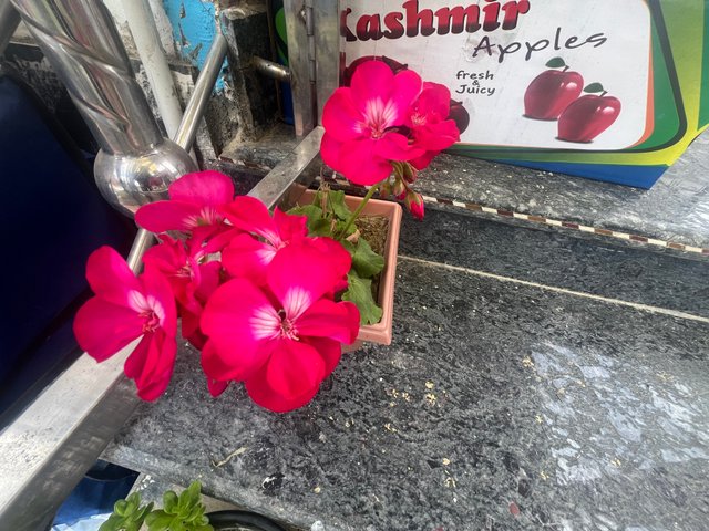 IMG_5101.jpeg