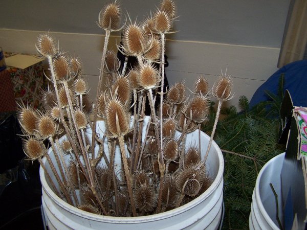 Making Wreaths - materials- teasel crop December 2019.jpg