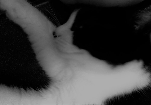 Cat Photography, Petting Mandy B&W, May 2 2017.jpg