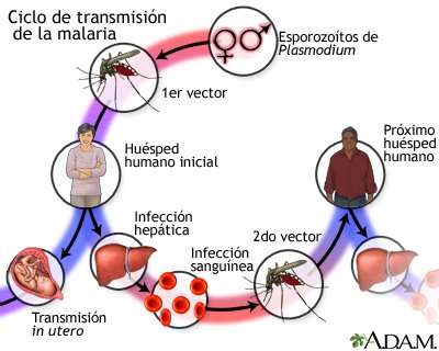 ciclo de la malaria.jpg