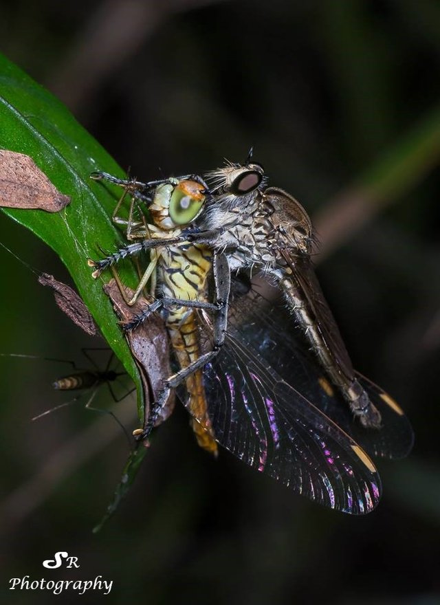Robberfly with Dragonfly catch.jpg