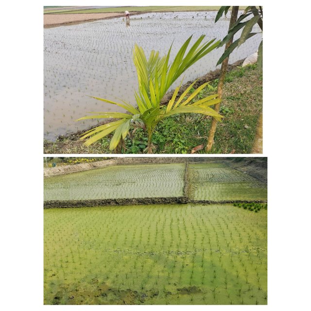 PhotoCollage_1749187353216.jpg