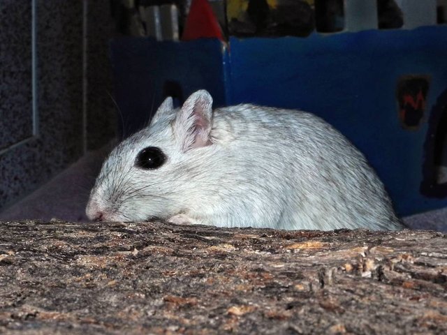 Rennmaus Bild des Tages