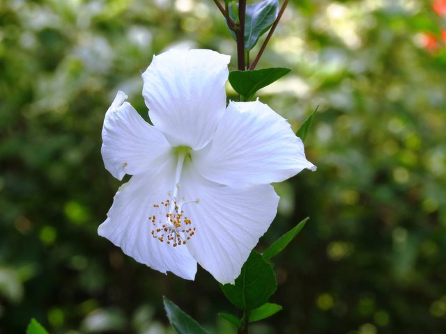 hibiscus-rosa-sinensis-2432734_1920.jpg