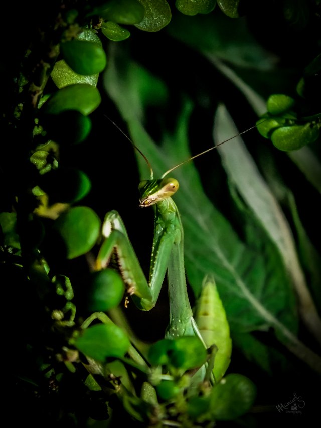 Mantis macro-5.jpg