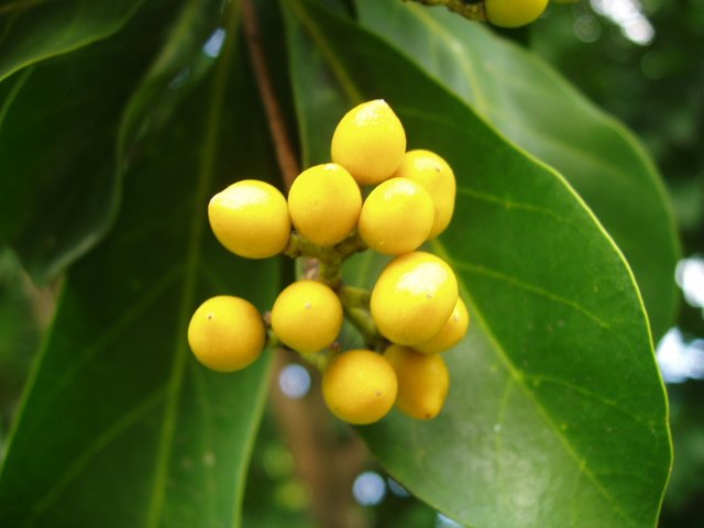 Queen Sirikit Park - yellow fruits on tree