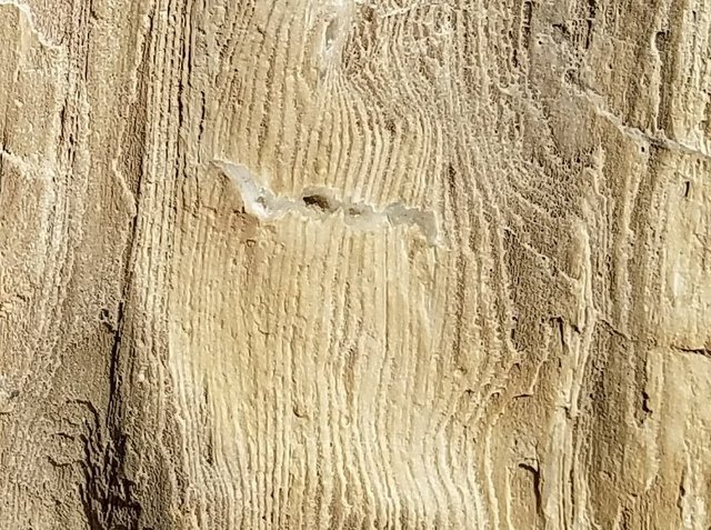 shasta2018june16th47petrifiedwoodcloseup12io.jpg