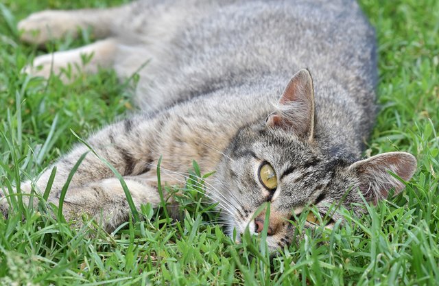 kitty stretching grass 5.jpg
