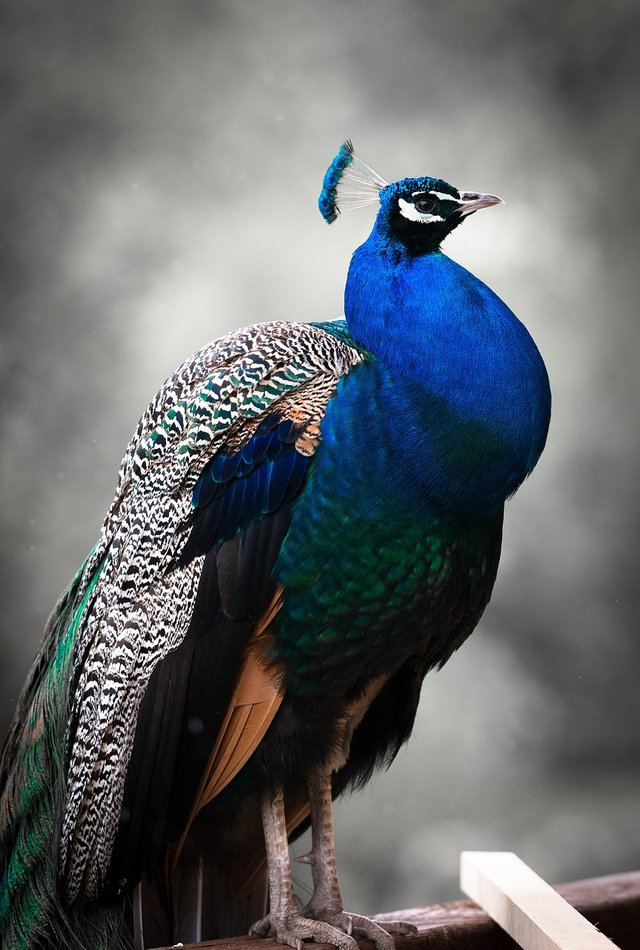 peafowl-816981_1280.jpg