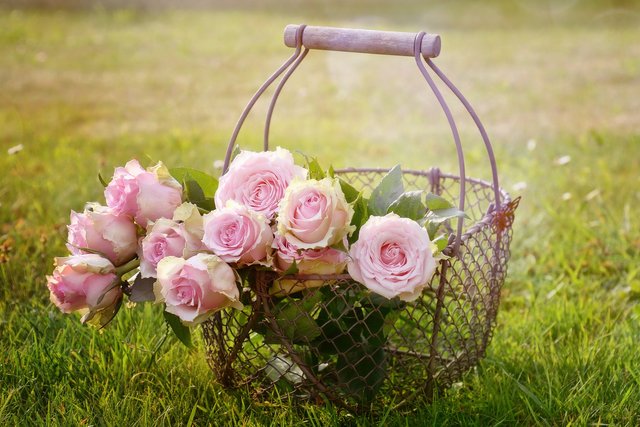 roses-g928b83a26_1920.jpg