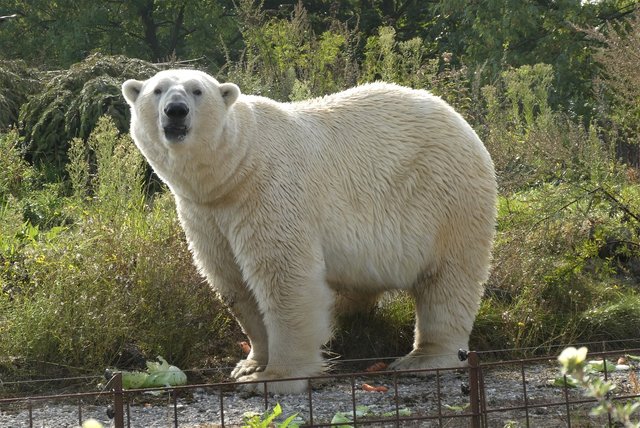 polar-bear-6664808_1280.jpg