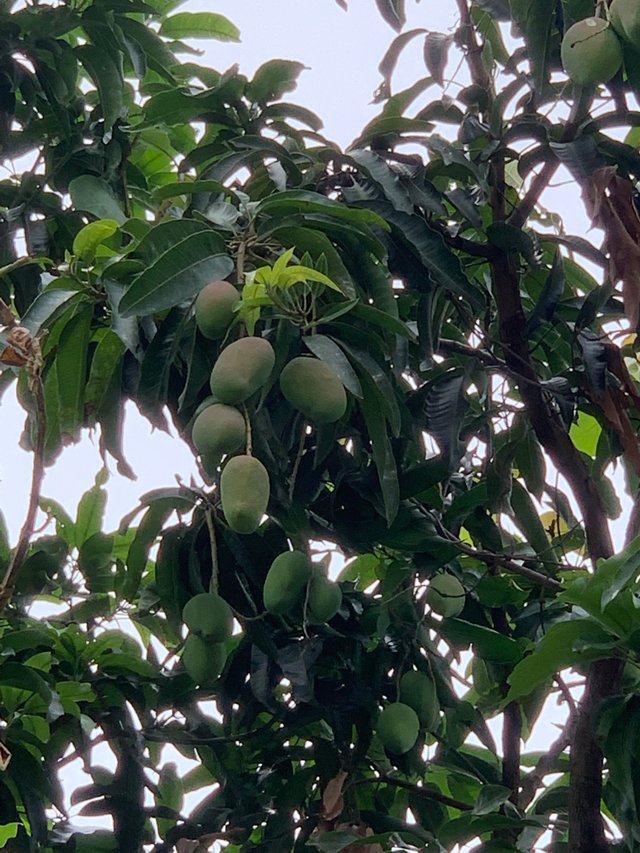 fruit7.jpg