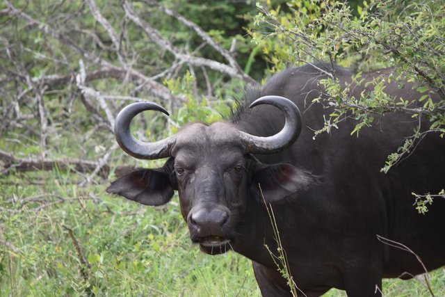 african-buffalo-6605820_1280.jpg