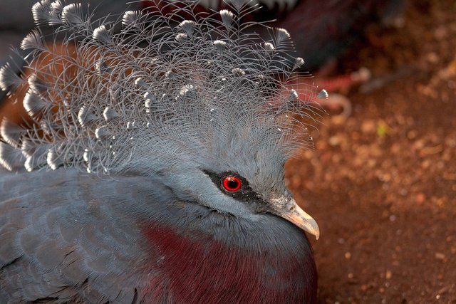 scheepmakers-crowned-pigeon-3373811_1280.jpg