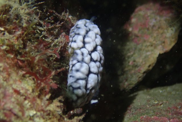 혹투성이갯민숭달팽이.JPG