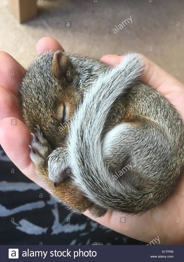 baby-squirrel-in-hand-S1TFR5.jpg
