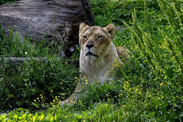 lioness-8503063_1280.jpg