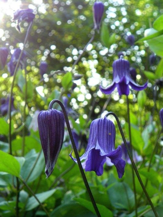 the-indigo-blue-bell-flowers-of-fill-its-eight-foot-vine-much-summer-stunning-prune-back-to-ground-in-spring-and-long-blooming-clematis-varieties.jpg