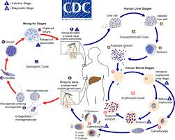 5e17ed188621855178c0560c076fda8e.jpg