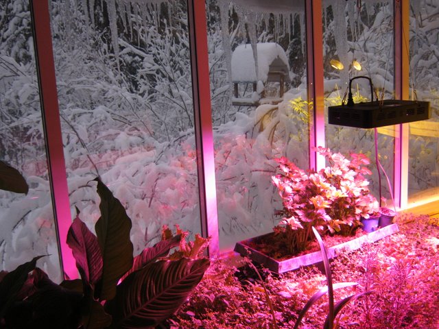 warm glow indoor garden snowy cool icicles outside birdfeeder.JPG