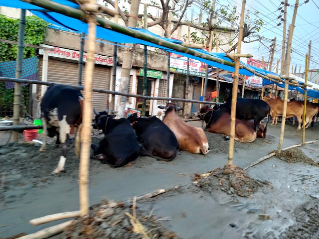 IMG20250604181750.jpg