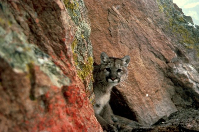 Mountain lion larry moats us fish and wildlife public.jpg