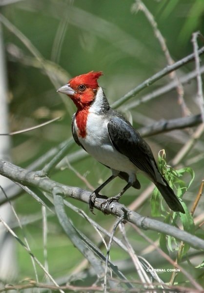 02.-avistaje-de-aves-en-la-argentina-(#2).jpg