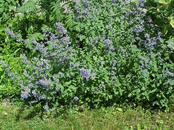 West Herb - catmint crop June 2019.jpg