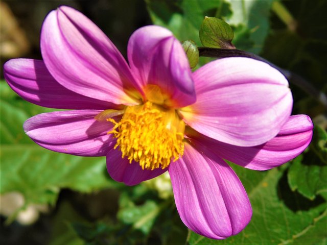 fleursroses (2).JPG