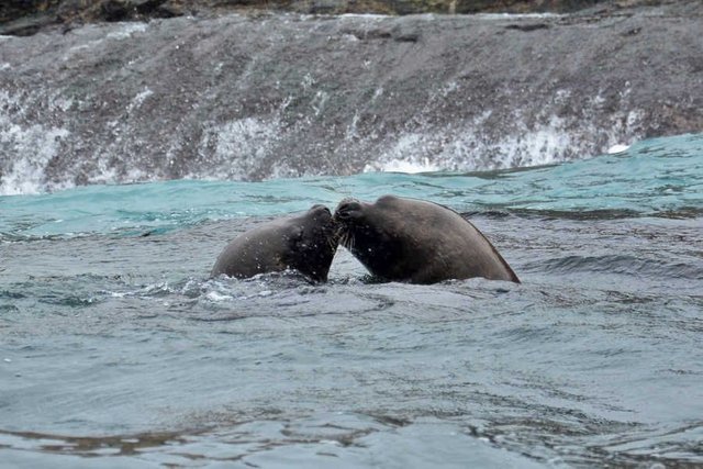 seals-kiss.jpg