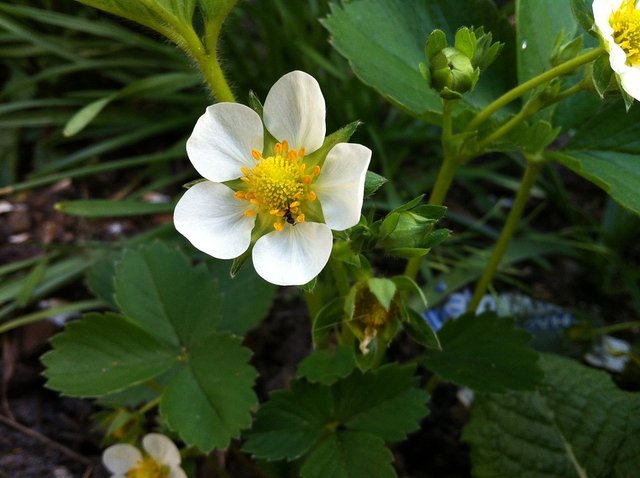 strawberry-flower-758965_960_720.jpg