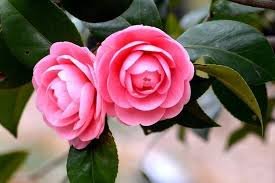 Camellia japonica.jpg
