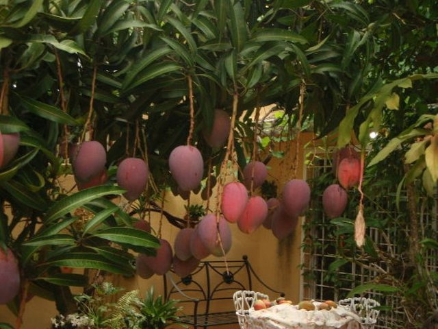 A REBECA MANGOES.jpg