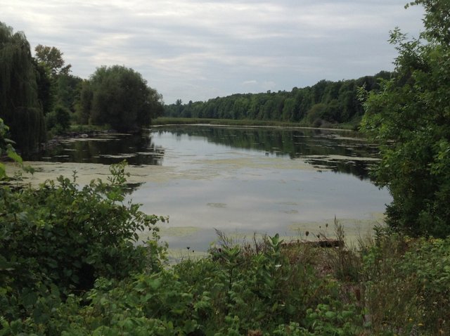 Beaver Pond.JPG