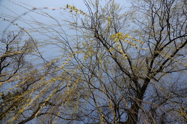 봄 수양 버들이 비오듯이 내린다.JPG