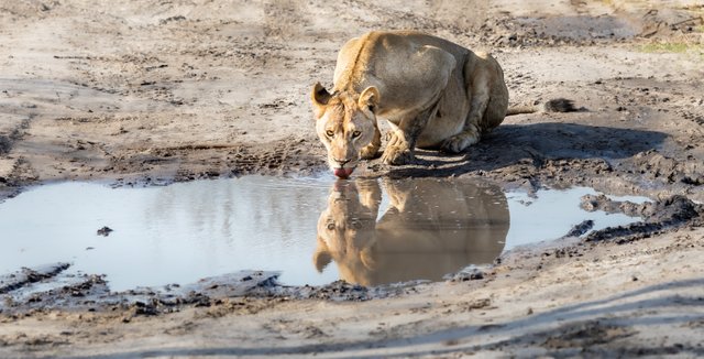 Lioness_Botswana (402)LR-2.jpg