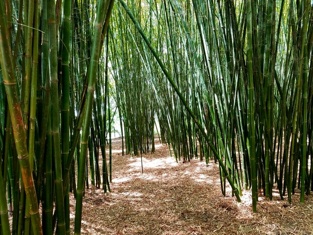 bamboo forest 2.jpg